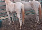 Arabian - Horse for Sale in Prague, OK 74864