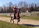 Saddlebred - Horse for Sale in Rye, NH 0870