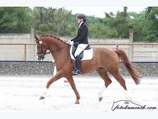 Beautiful 8 y.o. Dressage Gelding for Sale Horse for