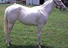 Paint - Horse for Sale in Burnet, TX 