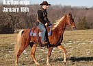 Tennessee Walking - Horse for Sale in Whitley City, KY 40501