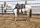 Quarter Horse - Horse for Sale in Sebeka, MN 56477