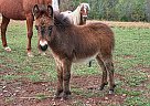 Miniature - Horse for Sale in Claremont, NC 28610