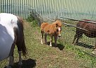 Shetland Pony - Horse for Sale in tallong nsw, NSW 2579