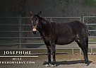 Mule - Horse for Sale in Fort Towson, OK 74523