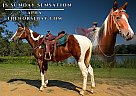 Paint - Horse for Sale in Palestine, TX 75801