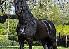 Friesian - Horse for Sale in Chagrin Falls, OH 44023