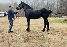 Percheron - Horse for Sale in York, SC 29745