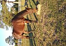 Standardbred - Horse for Sale in Astor, FL 32102