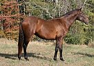 Andalusian - Horse for Sale in Santa Fe, TN 38482