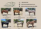 Other - Horse for Sale in Bath, NC 27808