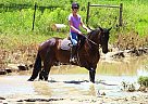 Appendix - Horse for Sale in Oxford Mills, ON 