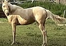 Tennessee Walking - Horse for Sale in Cambridge, NE 69022