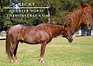 Quarter Horse - Horse for Sale in Fairview, TX 75069