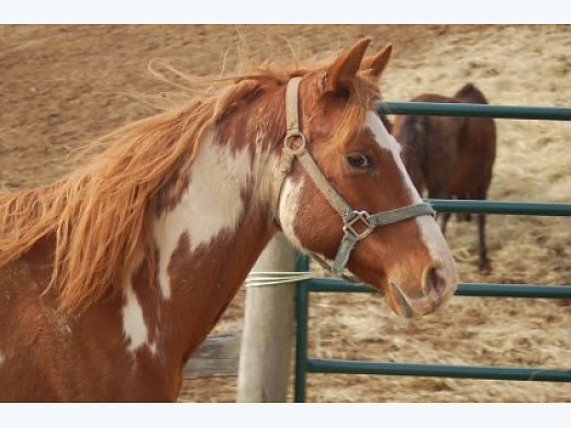 Paint Gelding for Sale/Adoption Paint Horse for Sale in