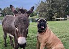 Donkey - Horse for Sale in Davie, FL 33328