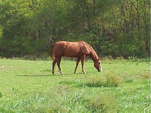 Tennessee Walking Stallion for Sale In Belton, MO