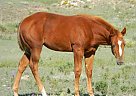 Paint - Horse for Sale in Hoxie, KS 67740