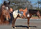 Appaloosa - Horse for Sale in Eatonton, GA 31024