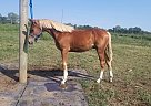 National Show - Horse for Sale in Lyndon, KS 66451