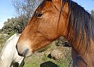 Andalusian - Horse for Sale in Ávila,  05696