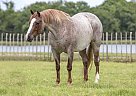 Quarter Horse - Horse for Sale in Memphis, TN 38107