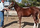 Paint - Horse for Sale in Ely, IA 52227