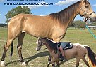 Tennessee Walking - Horse for Sale in Morriston, FL 32668