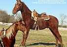 Tennessee Walking - Horse for Sale in Lewisburg, TN 37091