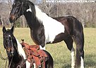 Tennessee Walking - Horse for Sale in WHILTEY CITY, KY 42653