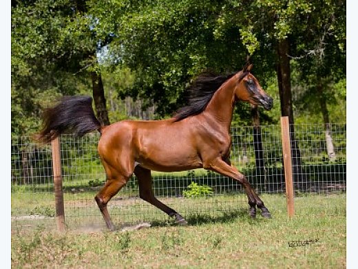 Arabians/ Half Arabians - Arabian Horse for Sale in Keystone Heights, FL