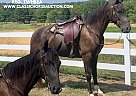 Tennessee Walking - Horse for Sale in Boonville, IN 47601