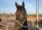 Thoroughbred - Horse for Sale in Tonopah, AZ 85354