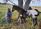 Appaloosa - Horse for Sale in New England, ND 58647