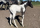 Appaloosa - Horse for Sale in New England, ND 58647