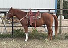 Horses For Sale In Texas - FREE Ads