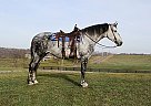 Draft - Horse for Sale in Memphis, TN 38107