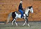 Tennessee Walking - Horse for Sale in Memphis, TN 38107