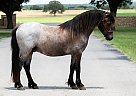 Welsh Pony - Horse for Sale in Memphis, TN 38107