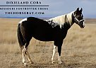 Missouri Fox Trotter - Horse for Sale in Box Elder, SD 57719