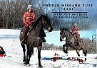 Percheron - Horse for Sale in Sheldon, MO 64784