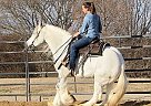 Gypsy Vanner - Horse for Sale in Cobrico, VIC 3266