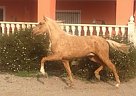 Andalusian - Horse for Sale in Elche,  03296