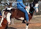 Spotted Saddle - Horse for Sale in Spencer, TN 38585