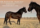 Morgan - Horse for Sale in Piedmont, SD 57769