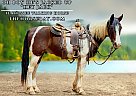 Tennessee Walking - Horse for Sale in Wichita Falls, TX 76310