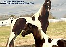 Spotted Saddle - Horse for Sale in Lewisburg, TN 37091