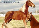 Tennessee Walking - Horse for Sale in Lewisburg, TN 37091