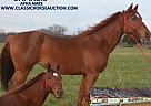 Paint - Horse for Sale in Potosi, MO 63664