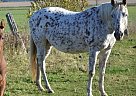 Appaloosa - Horse for Sale in Brechin, ON L0K1B0